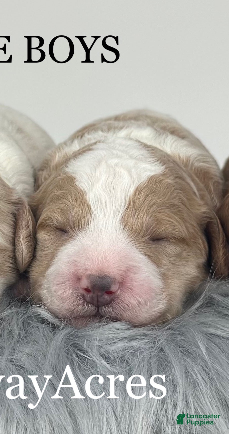 Goldendoodle dogs F1b Mini Boy 3 - Ad 23