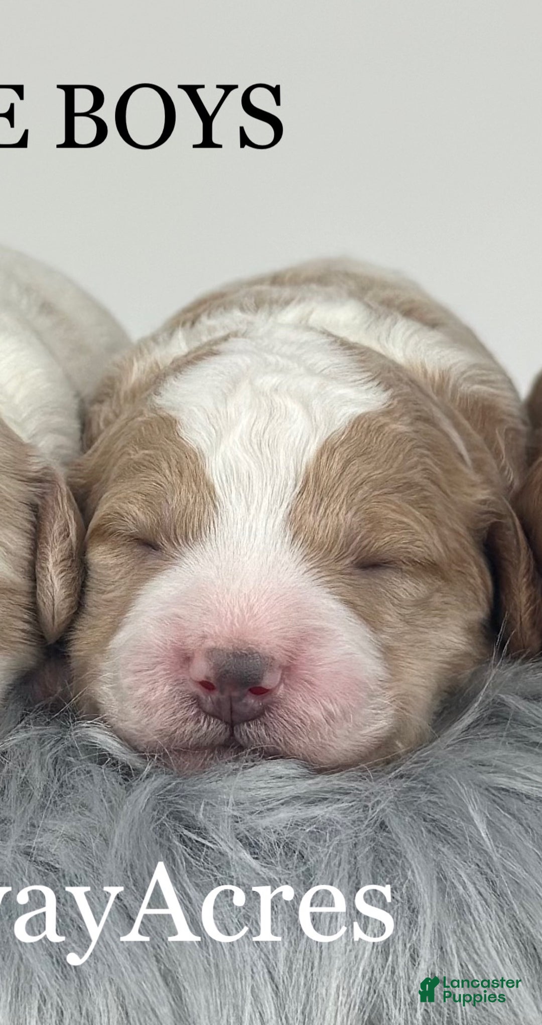 Goldendoodle dogs for sale: F1b Mini Boy 3 - Ad 1