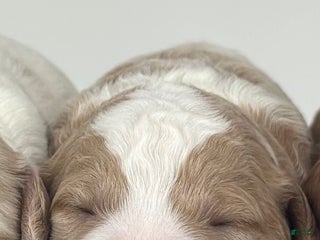 Goldendoodle dogs F1b Mini Boy 3 - Ad 37