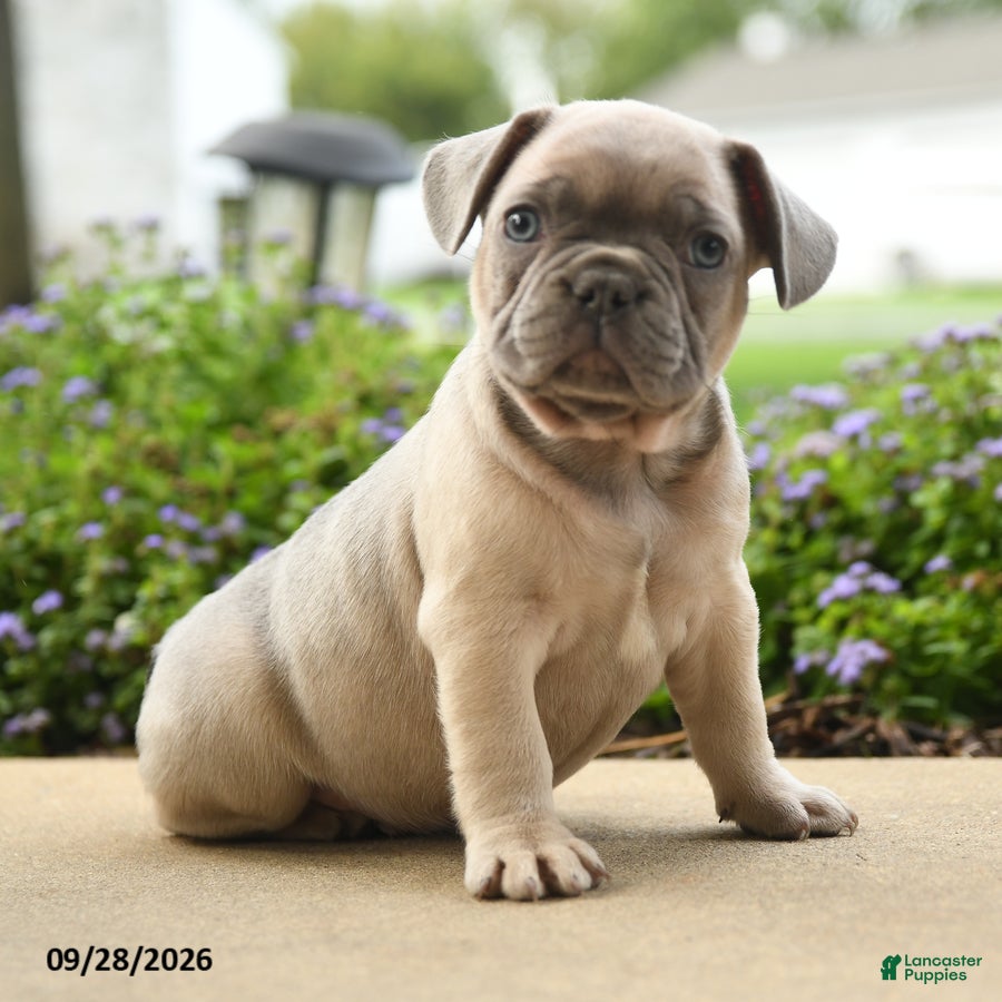 French Bulldog dogs Pierre - Ad 2