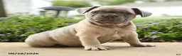 French Bulldog dogs for sale: Pierre - Ad 2