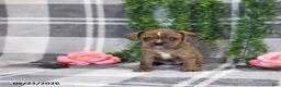 Mixed Breed dogs for sale: Ginger - Ad 5