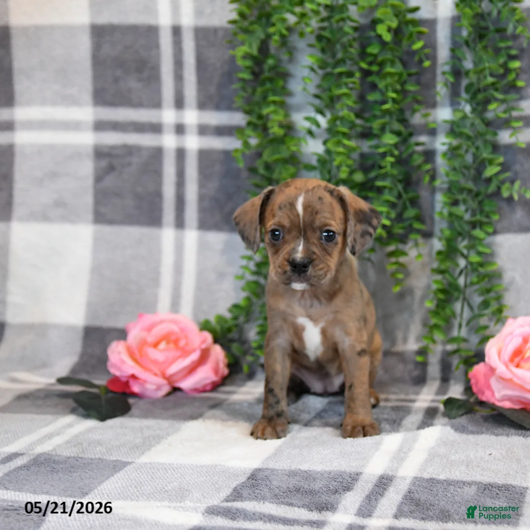 Mixed Breed dogs for sale: Ginger - Ad 5