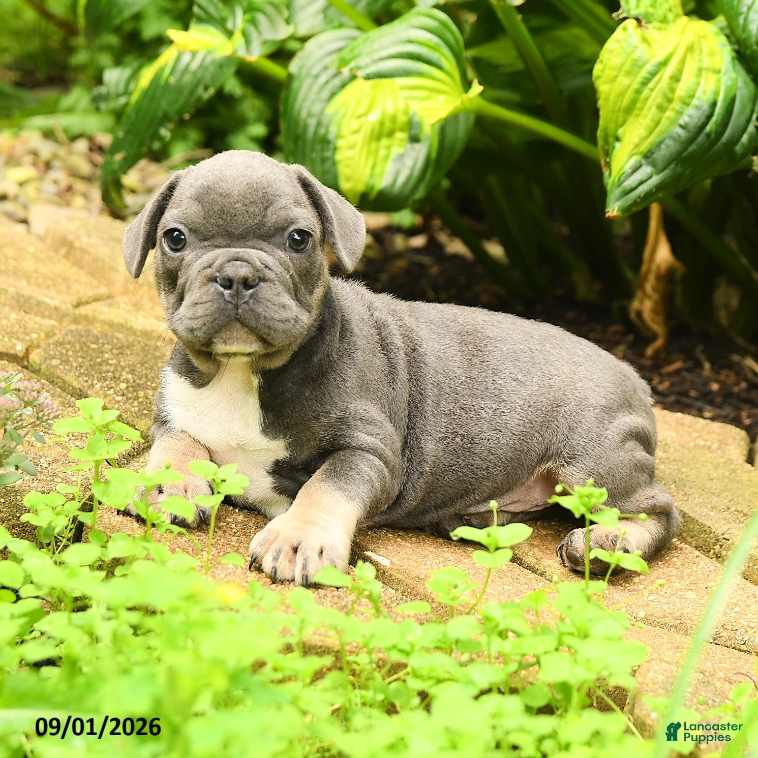 French Bulldog dogs Angel - Ad 2