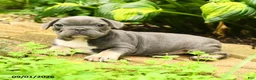 French Bulldog dogs for sale: Angel - Ad 2