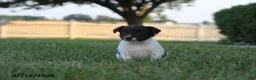 Toy Fox Terrier dogs for sale: Mindi - Ad 8