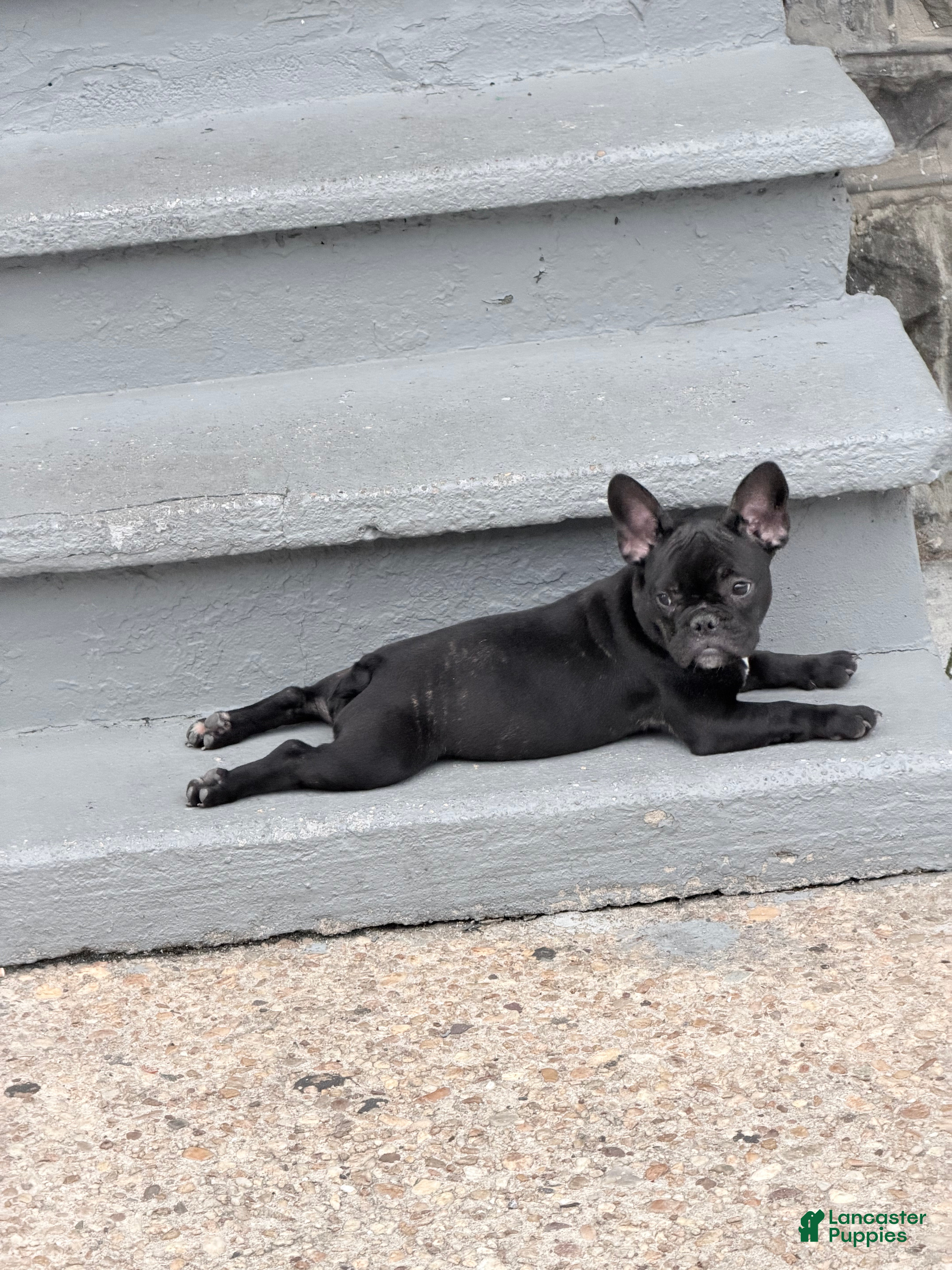 French Bulldog dogs French Bulldog 5 - Ad 2
