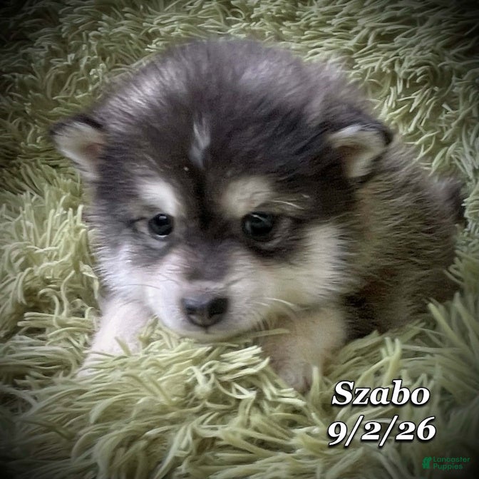 Mixed Breed dogs Mixed Breed 2 - Ad 1