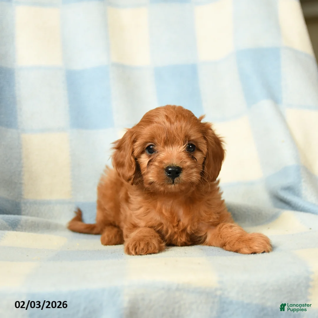 Cavapoo dogs for sale: Charlotte - Ad 4