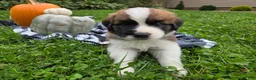 Saint Bernard dogs for sale: Beethoven - Ad 3