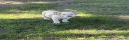 American Bully dogs for sale: Casper - Ad 3