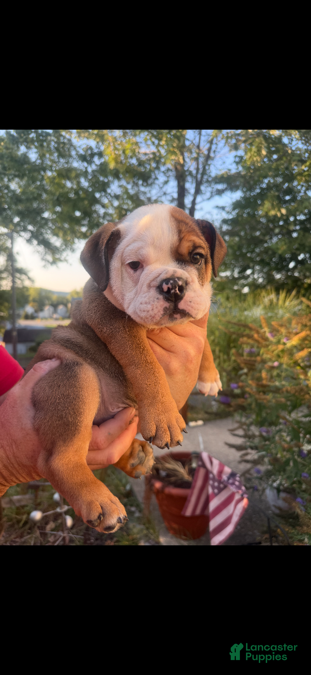 English Bulldog litter of puppies for sale in South Williamsport