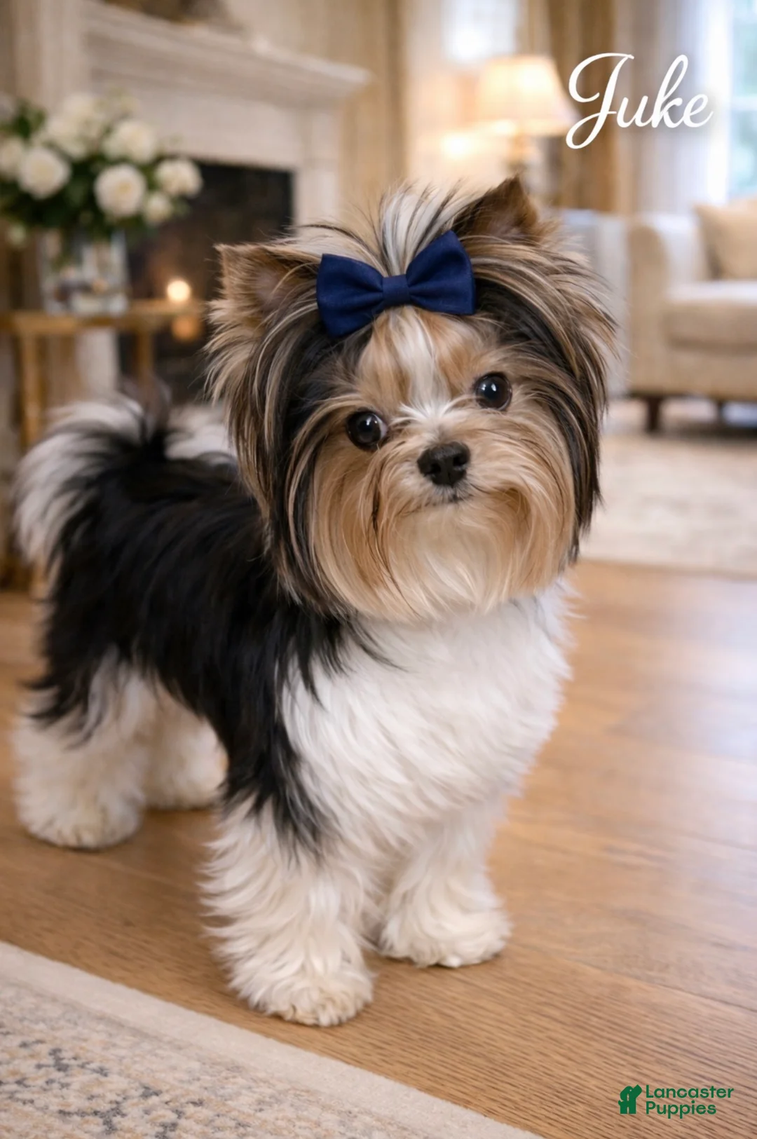 Biewer Terrier dogs for sale: Lily - Ad 14