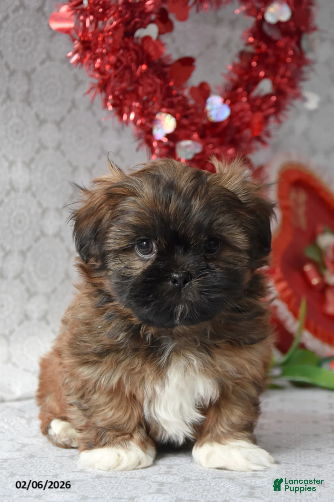 Shih Tzu dogs for sale: Smores - Ad 2