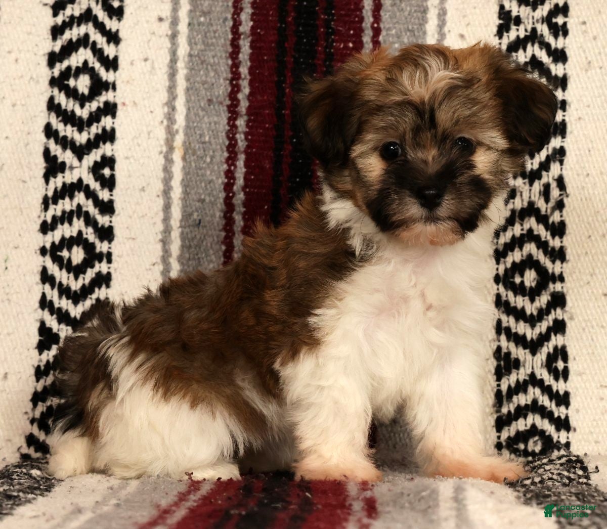 Havanese dogs for sale: Mocha - Ad 5