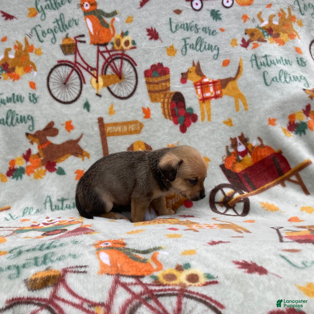 Chihuahua dogs for sale: Brody - Ad 8