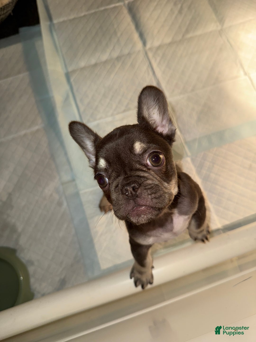 French Bulldog dogs for sale: French Bulldog Puppy 2 - Ad 4
