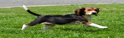 Beagle dogs for sale: Macy - Ad 7