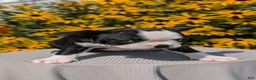 Boston Terrier dogs for sale: Trixie - Ad 6