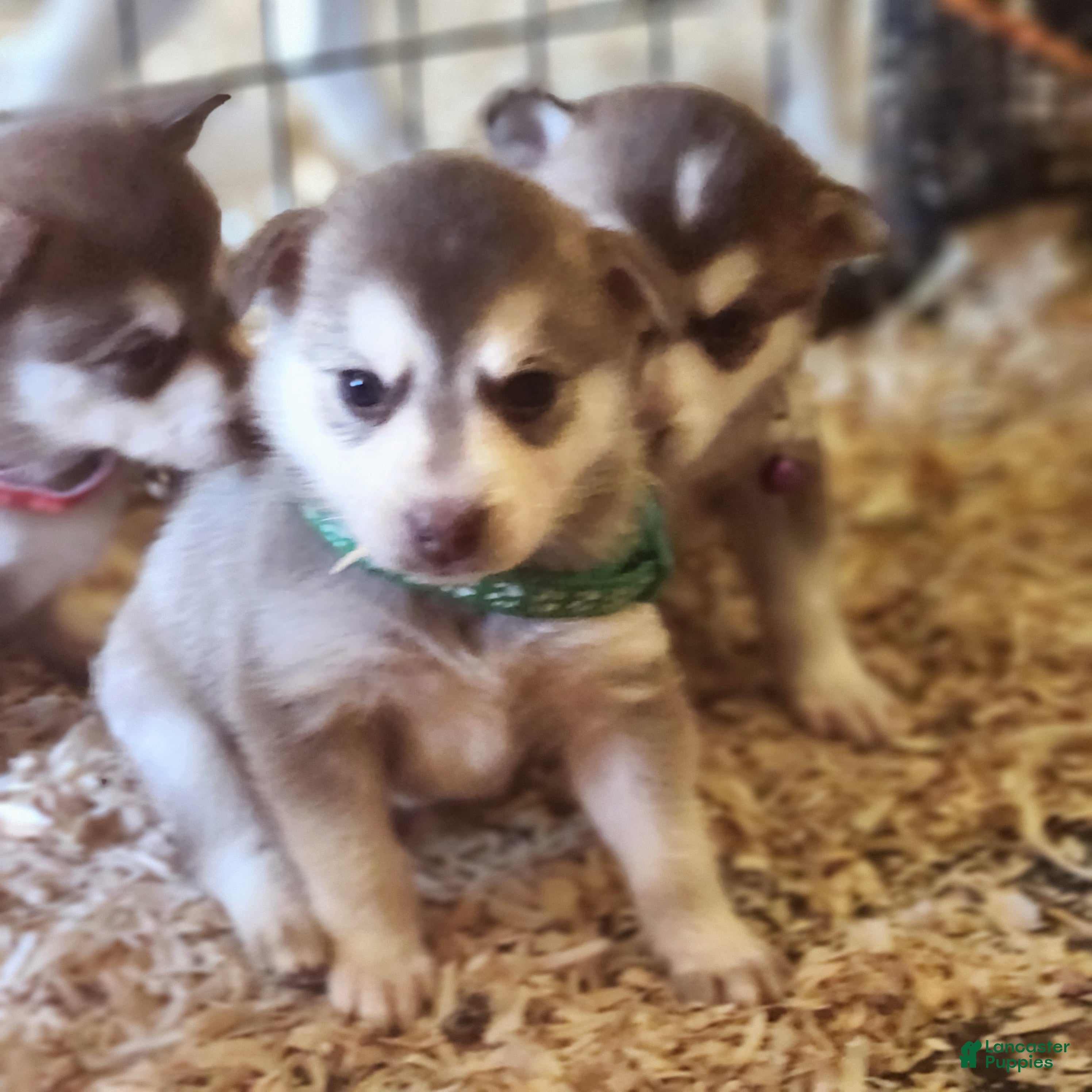 Alaskan Klee Kai dogs Alaskan Klee Kai 4 - Ad 10