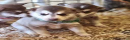 Alaskan Klee Kai dogs for sale: Alaskan Klee Kai 4 - Ad 1