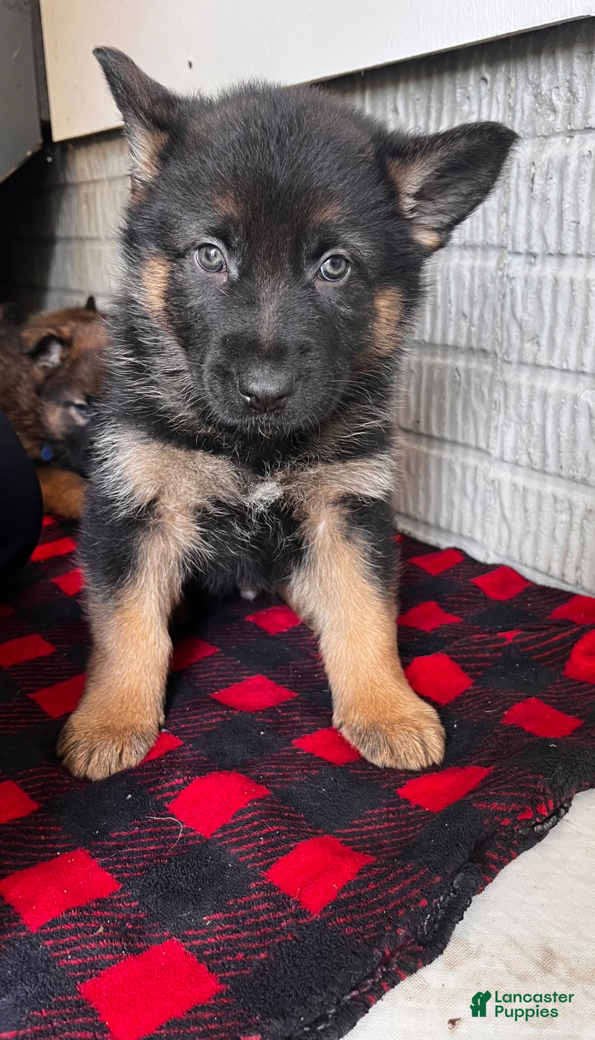 German Shepherd dogs for sale: Light Blue - Ad 4