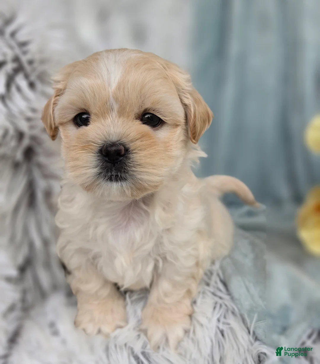 Shihpoo dogs for sale: Marshmallow - Ad 1