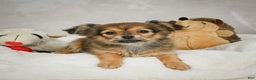 Chihuahua dogs for sale: Cuddly - Ad 6