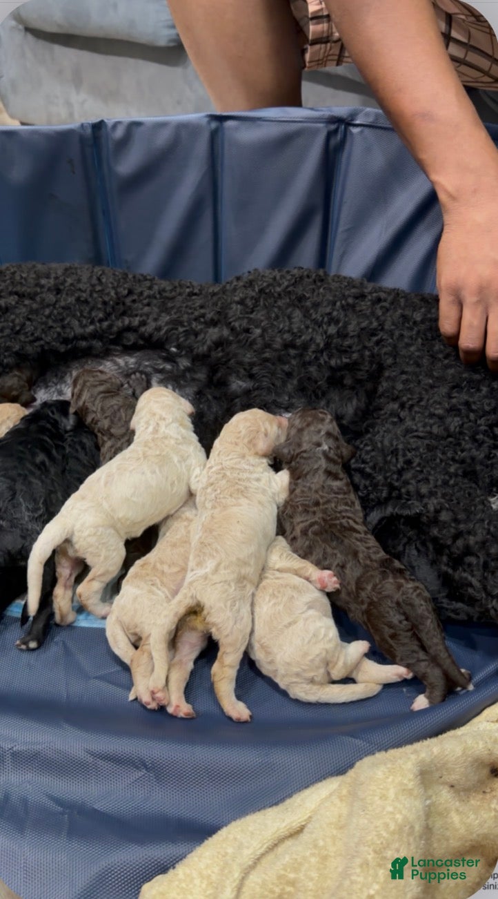 Labradoodle dogs for sale: Labradoodle 7 - Ad 1