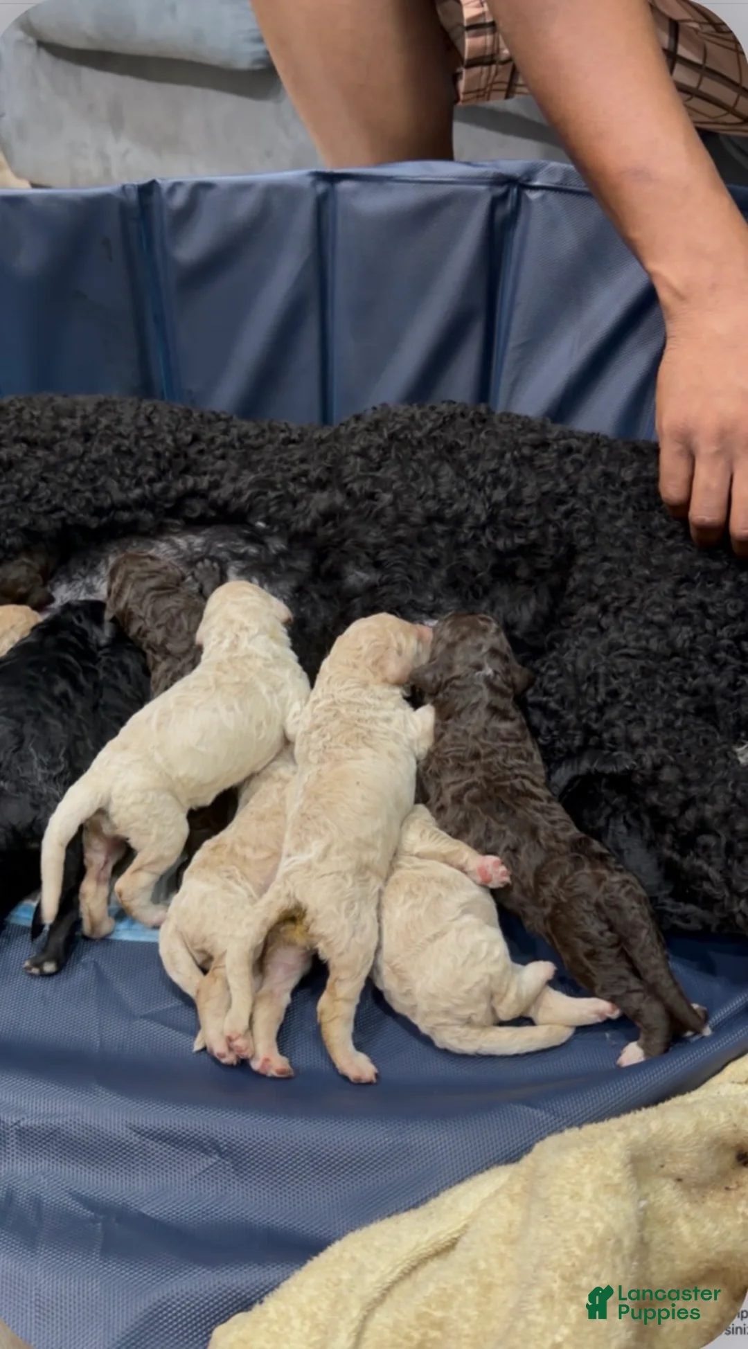 Labradoodle dogs for sale: Labradoodle 7 - Ad 1