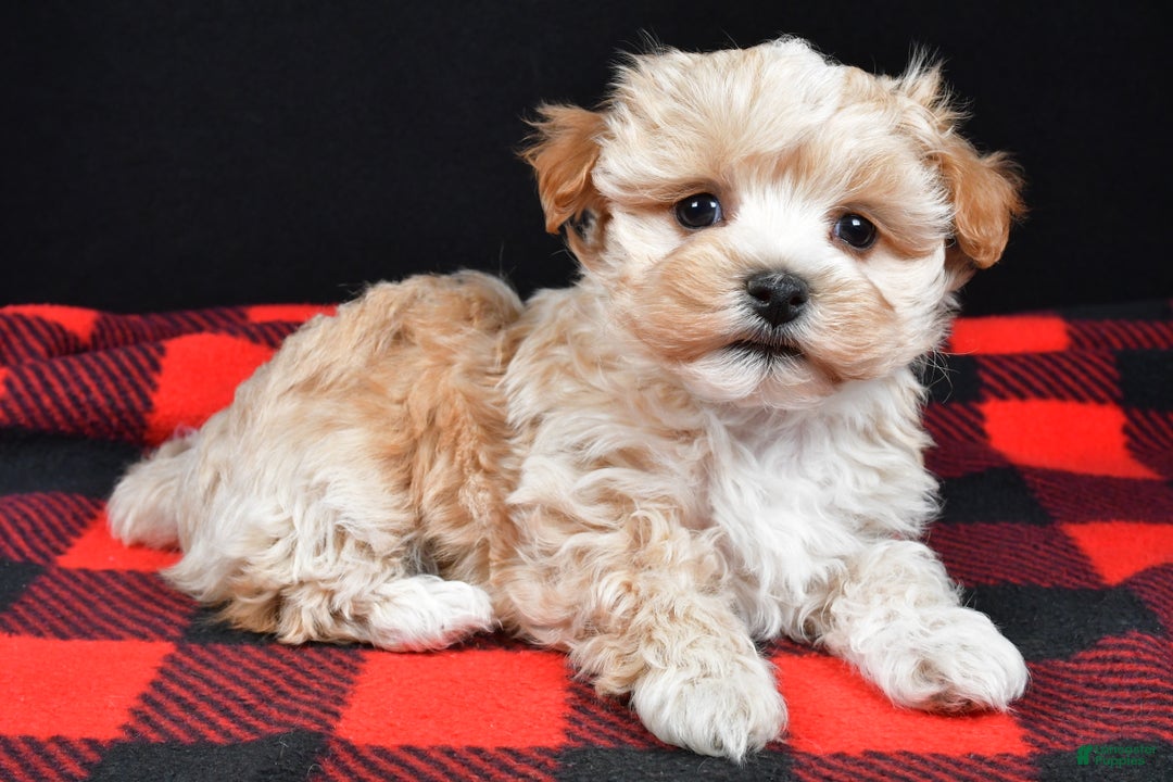 Maltipoo dogs for sale: Franklin - Ad 4