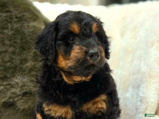 Mini Goldendoodle dogs - Ad 42