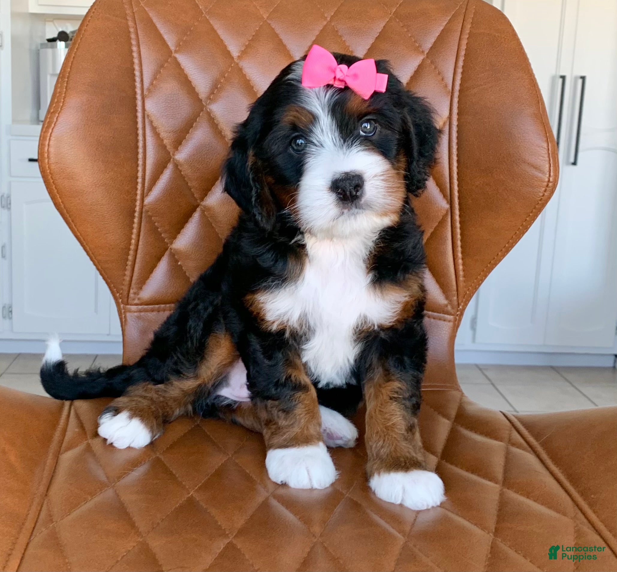 Bernedoodle dogs Nova - Ad 2