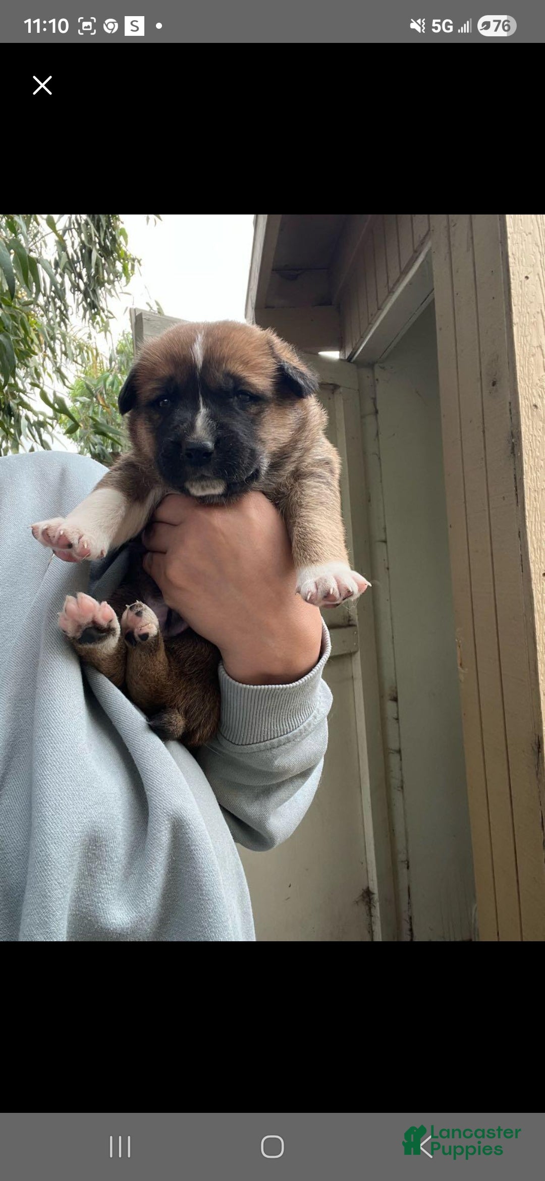 Goberian dogs Siberian husky/ golden retriever Puppy 3 - Ad 24