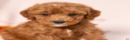Miniature Poodle dogs for sale: O'Riley - Ad 4