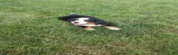 Bernese Mountain Dog dogs for sale: Lightning - Ad 3