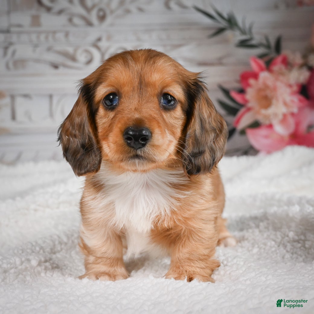 Miniature Dachshund dogs for sale: AKC-Brodie - Ad 7
