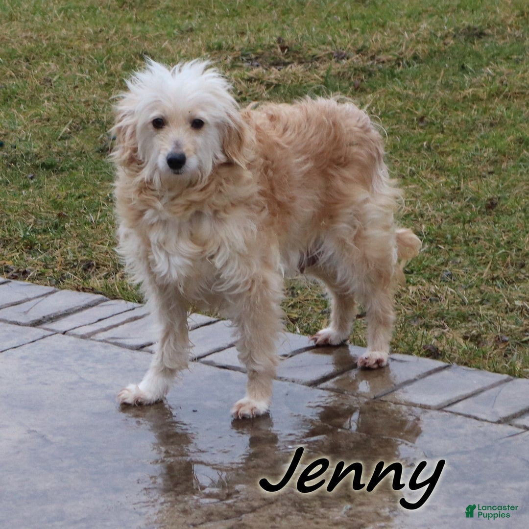 Mini Goldendoodle dogs for sale: Justina - Ad 4