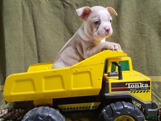 Boston Terrier dogs - Ad 13