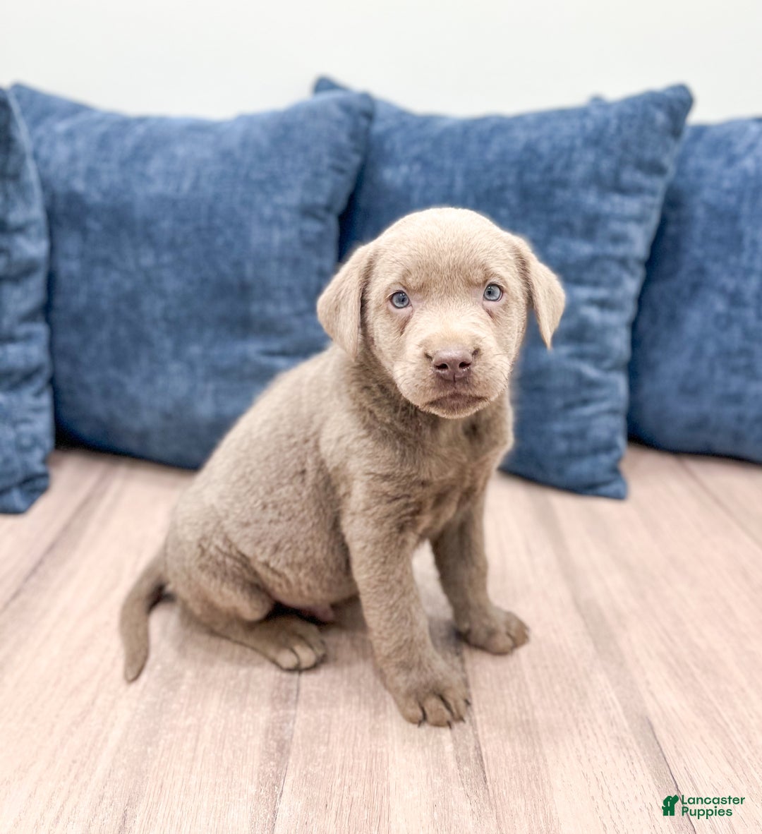 Labrador Retriever dogs for sale: Zane - Ad 3