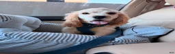 Cocker Spaniel dogs for sale: Cocker Spaniel Puppy 1 - Ad 6