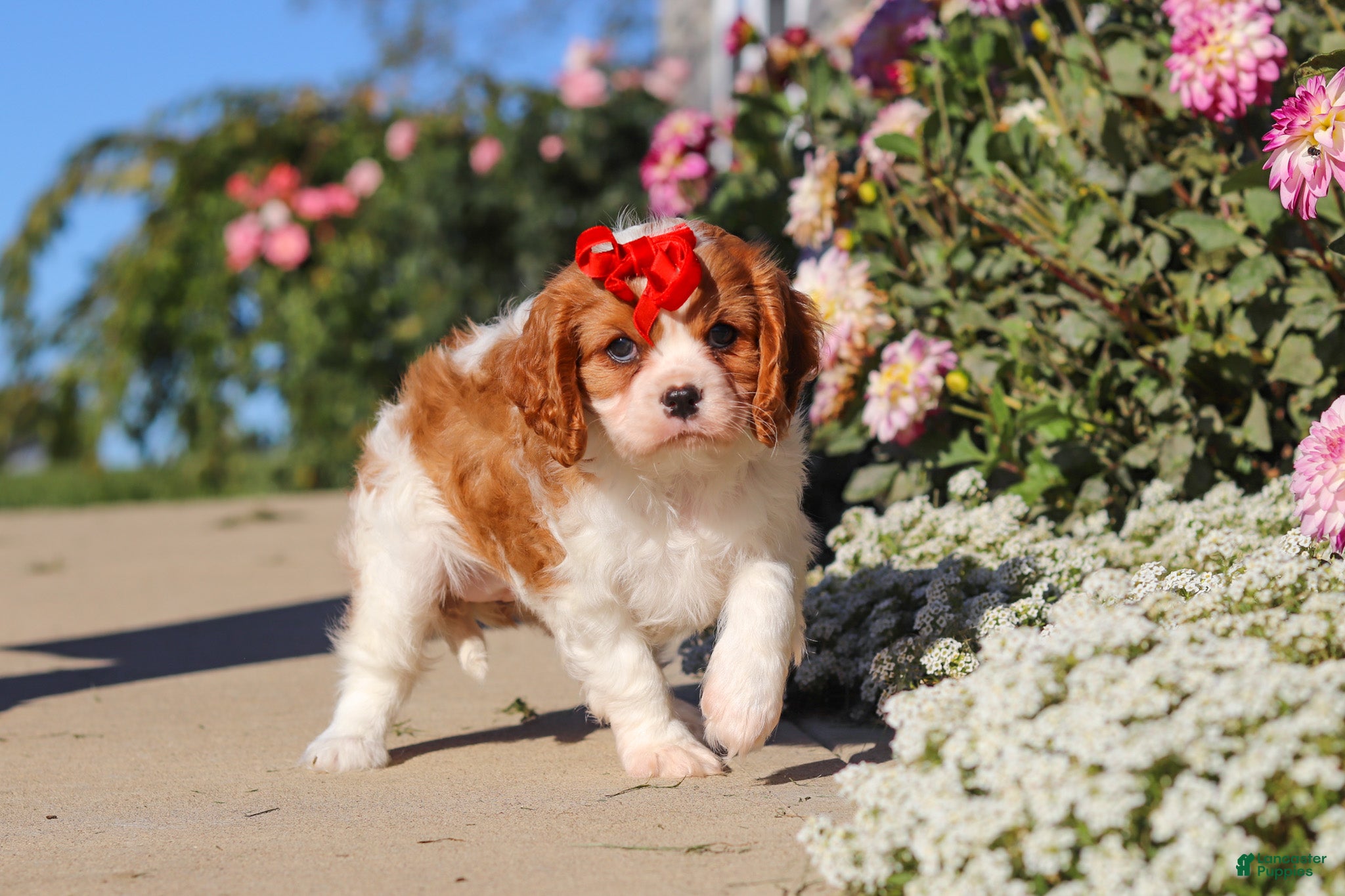 Cavalier King Charles Spaniel dogs Maggie - Ad 2
