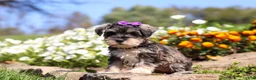 Miniature Schnauzer dogs for sale: Kelly - Ad 6