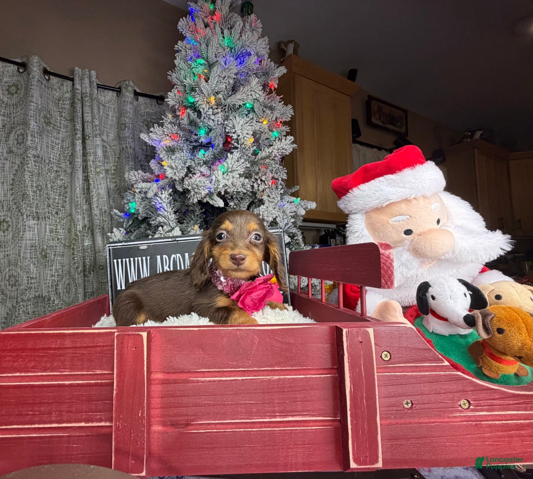 Miniature Dachshund dogs for sale: AKC Russian  - Ad 10