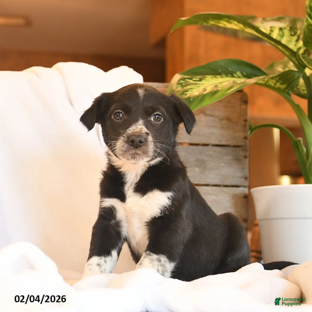 Mixed Breed dogs for sale: Nellie  - Ad 2