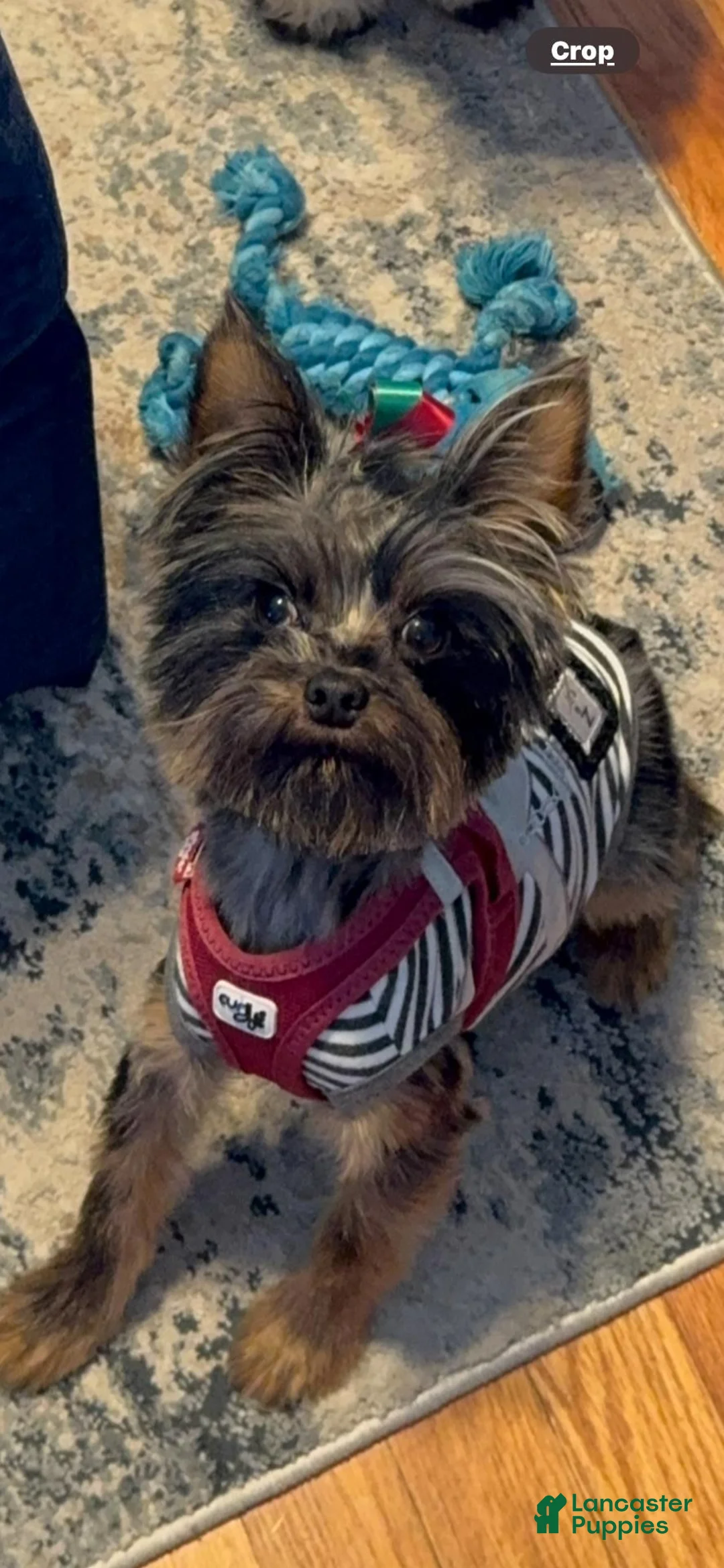 Yorkshire Terrier dogs for sale: Yorkshire Terrier 2 - Ad 4
