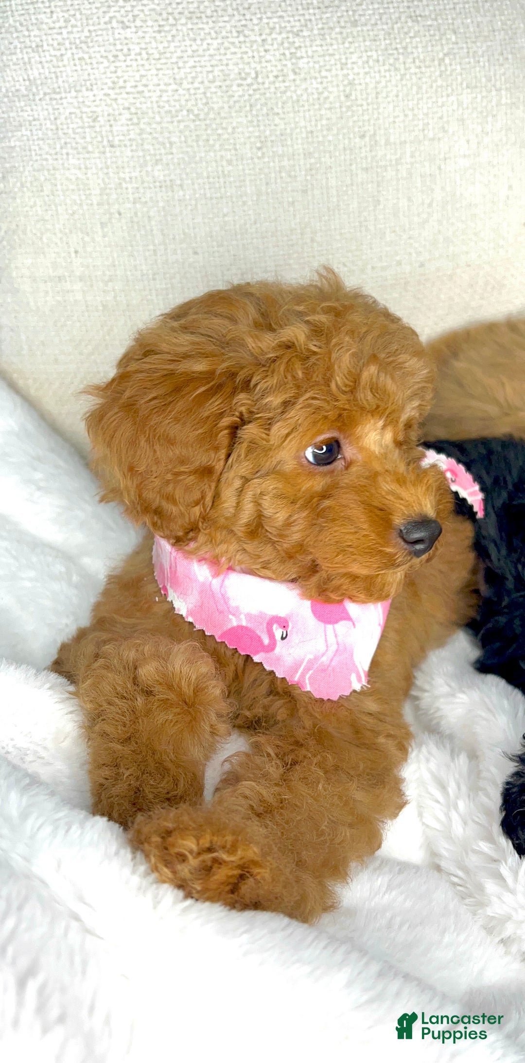 Toy Poodle dogs for sale: Toy Poodle Puppy 2 - Ad 40
