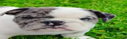 English Bulldog dogs for sale: Aspen  - Ad 4