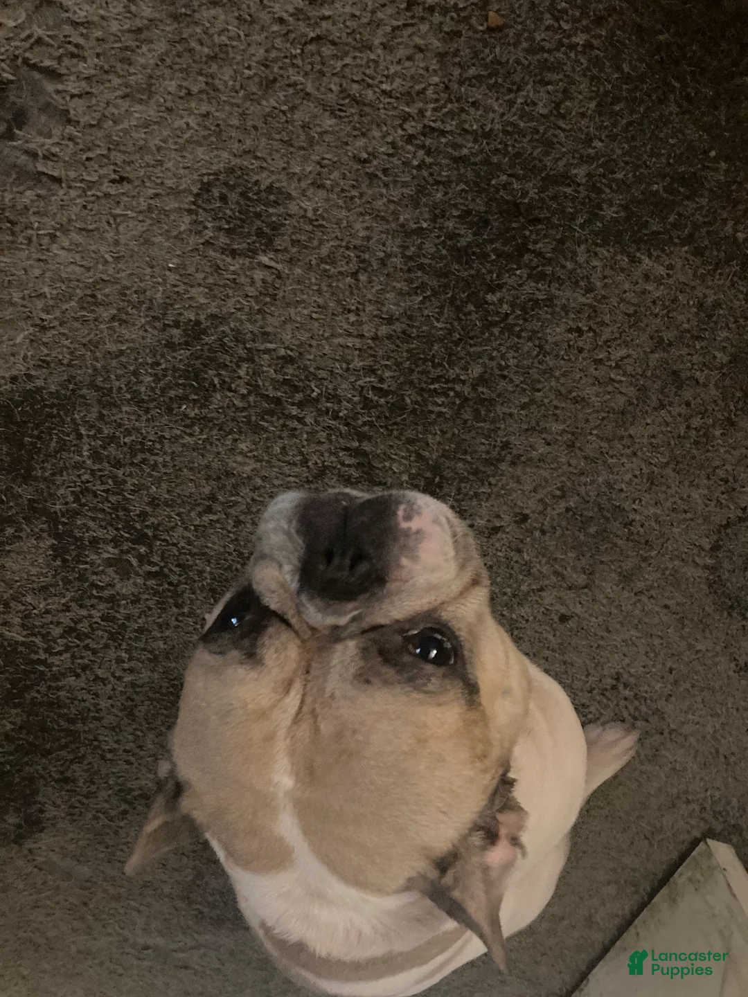 French Bulldog dogs for sale: Gizmac  - Ad 1