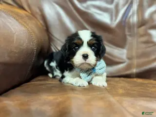 Cavalier King Charles Spaniel dogs Charlie - Ad 39